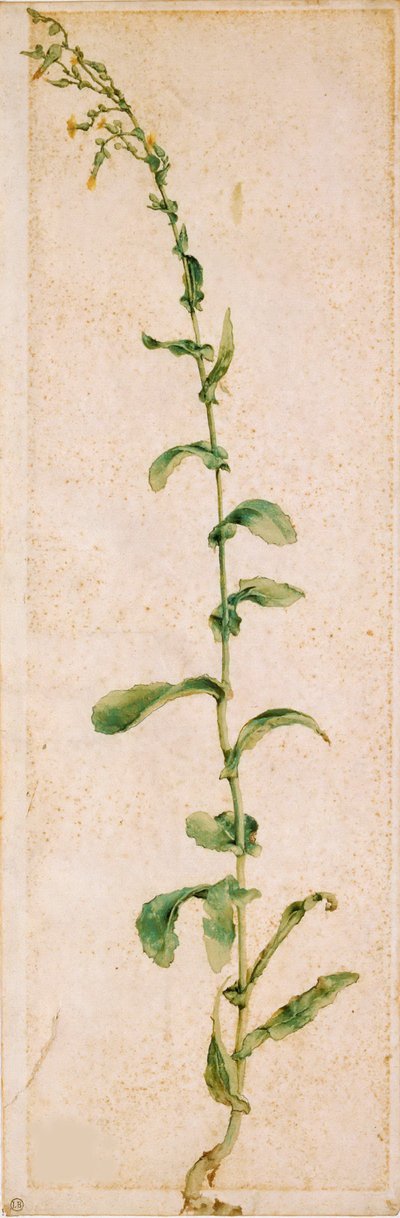 A Tobacco Plant by Albrecht Dürer