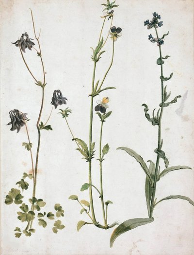 Akelei, Stiefmütterchen und Ochsenzunge by Albrecht Dürer