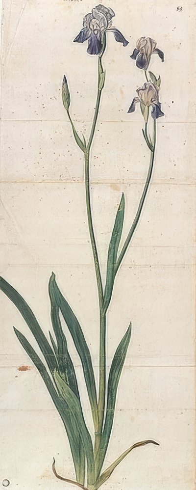 Blue Blooming Iris - Iris Germanica (Iris Trojana?). Around 1503 by Albrecht Dürer