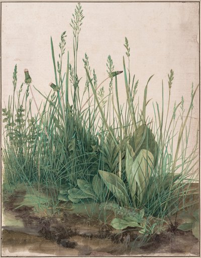 The Great Piece of Turf by Albrecht Dürer