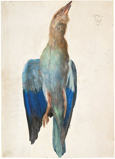 Dead Blue Roller, 1500 or 1512 by Albrecht Dürer
