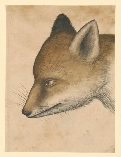 Fox Head, Facing Left by Albrecht Dürer