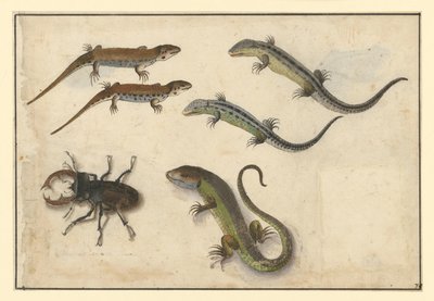 Five Lizards and (Left) a Stag Beetle by Albrecht Dürer