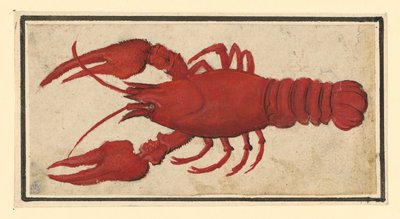 Cooked Crab, Facing Left by Albrecht Dürer