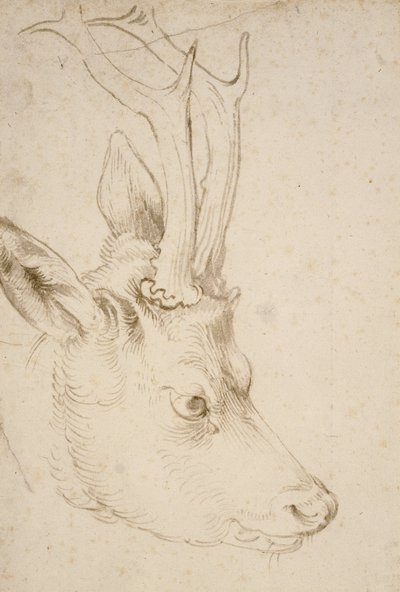Head of a Roebuck, 1503 by Albrecht Dürer