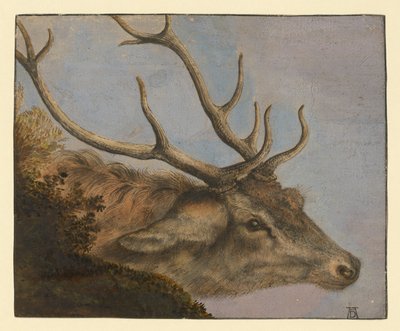 Deer Head by Albrecht Dürer