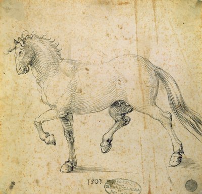 Horse by Albrecht Dürer