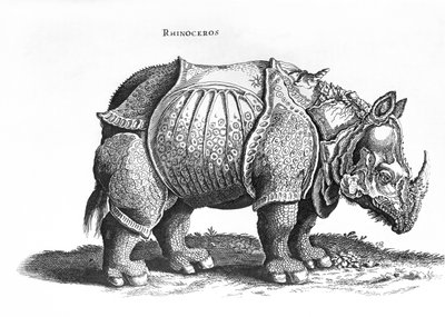 Rhinoceros, no.76 from 