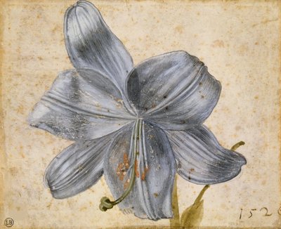 Study of a Lily by Albrecht Dürer