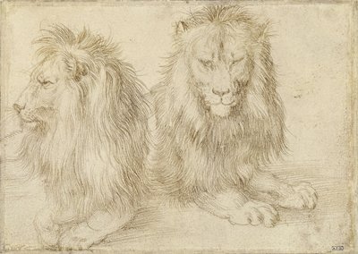 Two Seated Lions by Albrecht Dürer