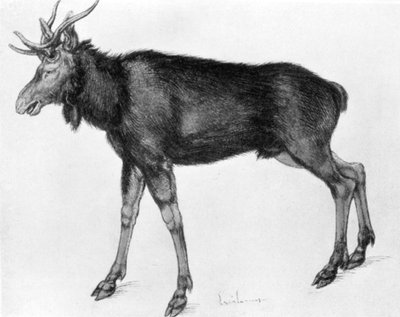 Young Scandinavian Elk with Immature Antlers by Albrecht Dürer
