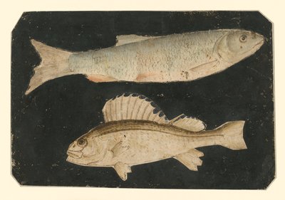 Two Fish on Top of Each Other (Trout and Knorrfish) by Albrecht Dürer