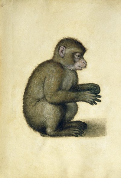 A Monkey by Albrecht Dürer