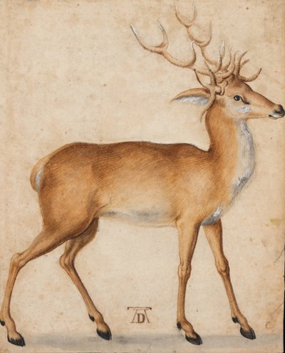 A Stag by Albrecht Dürer