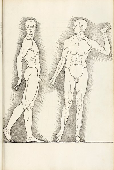 Anatomical woodcut from Hierinn sind begriffen vier Bücher von menschlicher Proportion, 1528 by Albrecht Dürer