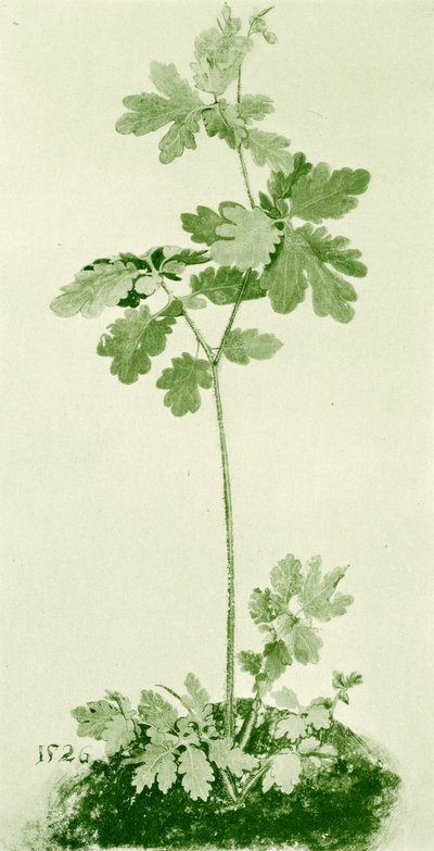 Celandine by Albrecht Dürer