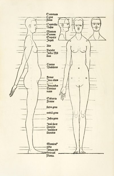 Female anatomical woodcut from 