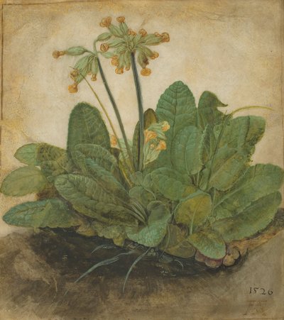 Tuft of Cowslips by Albrecht Dürer