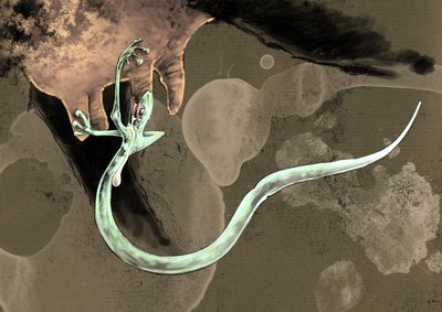 Representation of a Tatzelworm by Alessandro Lonati