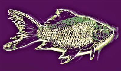 Fish by Alex Caminker