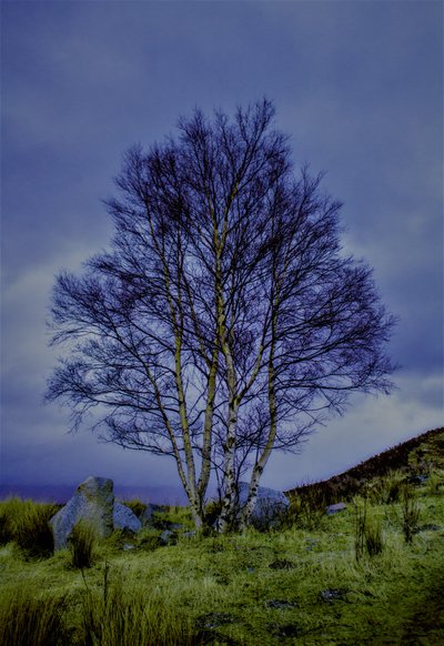 Two-Colours Landscape by Alex Caminker
