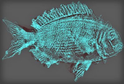 Fish II by Alex Caminker