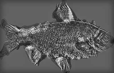 Fish in grey by Alex Caminker