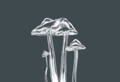 Silver Mushrooms by Alex Caminker