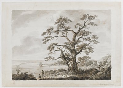 Tree on the Tree Hill, Otaheite, from 