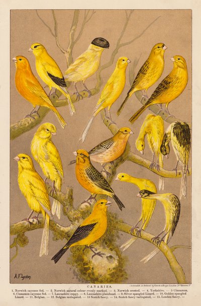 Canaries by Alexander Francis (after) Lydon