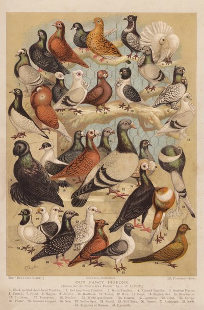 Pigeons by Alexander Francis (after) Lydon