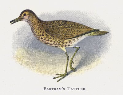 Batrams Tattler by Alexander Francis Lydon