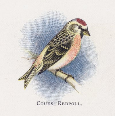 Coues Redpoll by Alexander Francis Lydon