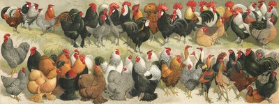 Fowl by Alexander Francis Lydon