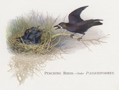 Perching Birds, Order Passeriformes by Alexander Francis Lydon