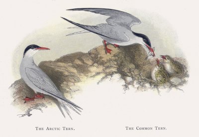 The Arctic Tern, The Common Tern by Alexander Francis Lydon