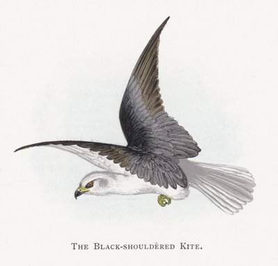 The Black-shouldered Kite by Alexander Francis Lydon