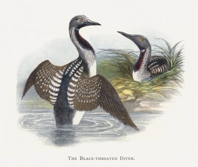 The Black-throated Diver by Alexander Francis Lydon