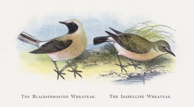 The Black-throated Wheatear, The Isabelline Wheatear by Alexander Francis Lydon