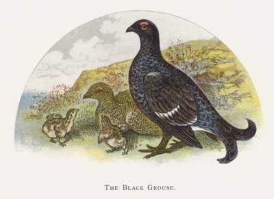 The Black Grouse by Alexander Francis Lydon