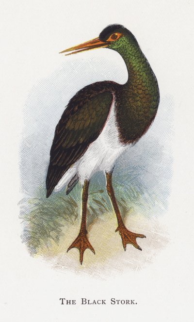 The Black Stork by Alexander Francis Lydon