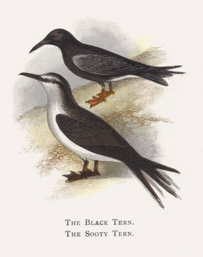 The Black Tern, The Sooty Tern by Alexander Francis Lydon