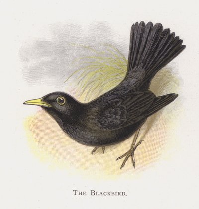 The Blackbird by Alexander Francis Lydon