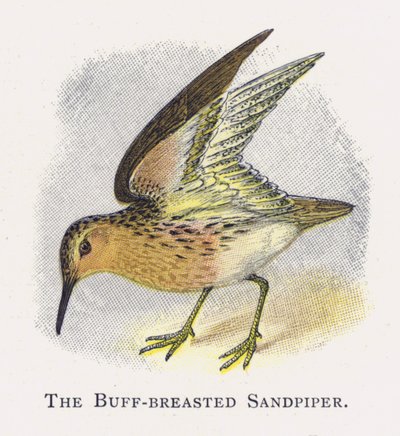 The Buff-breasted Sandpiper by Alexander Francis Lydon