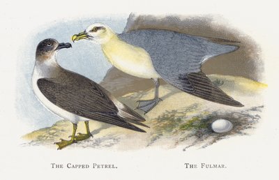 The Capped Petrel, The Fulmar by Alexander Francis Lydon