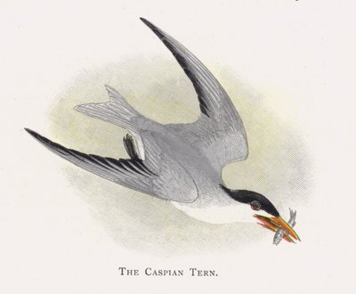 The Caspian Tern by Alexander Francis Lydon