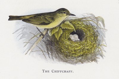 The Chiffchaff by Alexander Francis Lydon