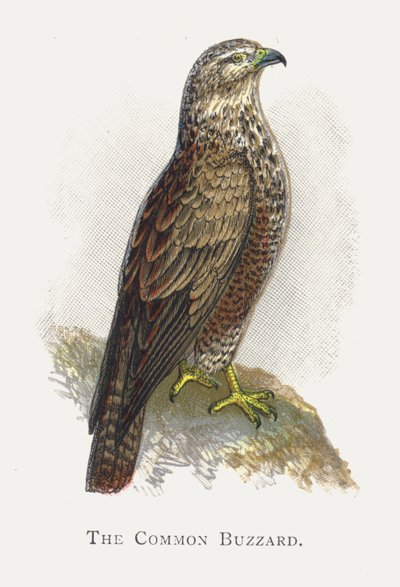 The Common Buzzard by Alexander Francis Lydon