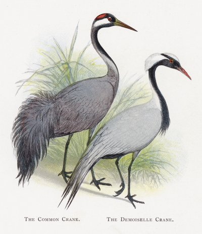 The Common Crane, The Demoiselle Crane by Alexander Francis Lydon