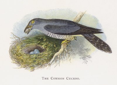 The Common Cuckoo by Alexander Francis Lydon